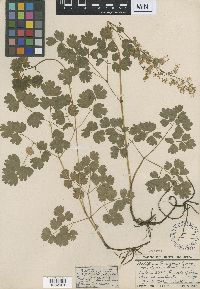 Thalictrum venulosum image