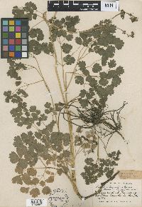 Thalictrum venulosum image