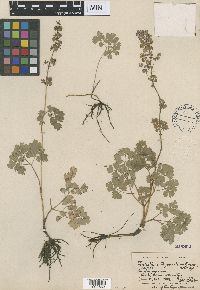 Thalictrum venulosum image