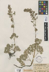 Thalictrum venulosum image