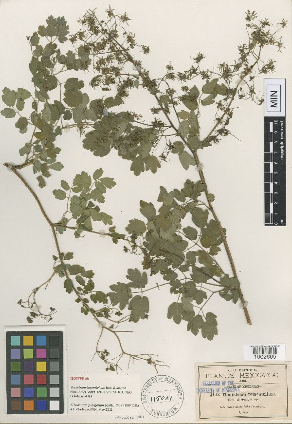 Thalictrum pubigerum image
