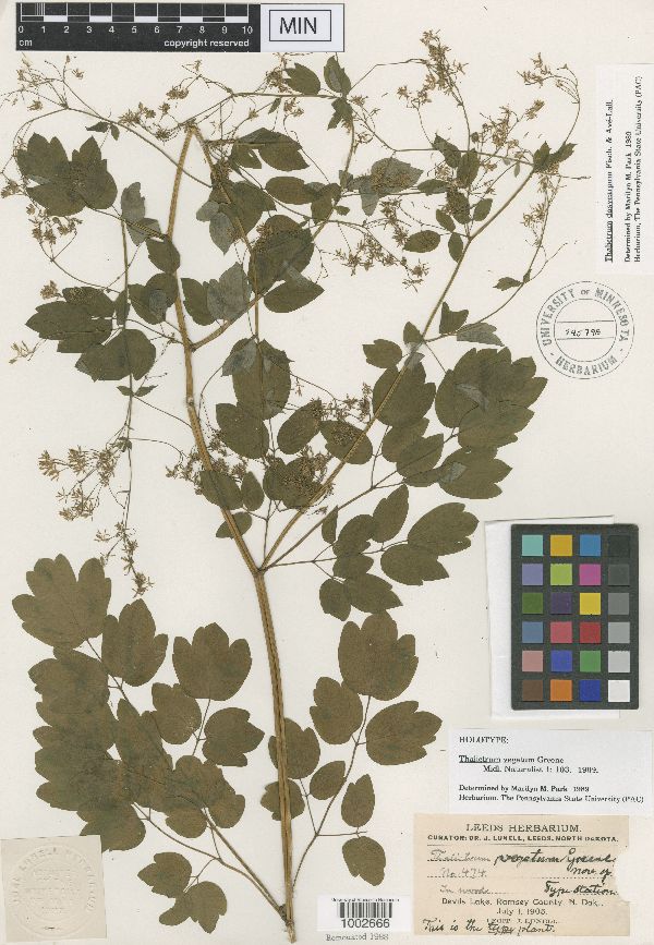Thalictrum dasycarum image