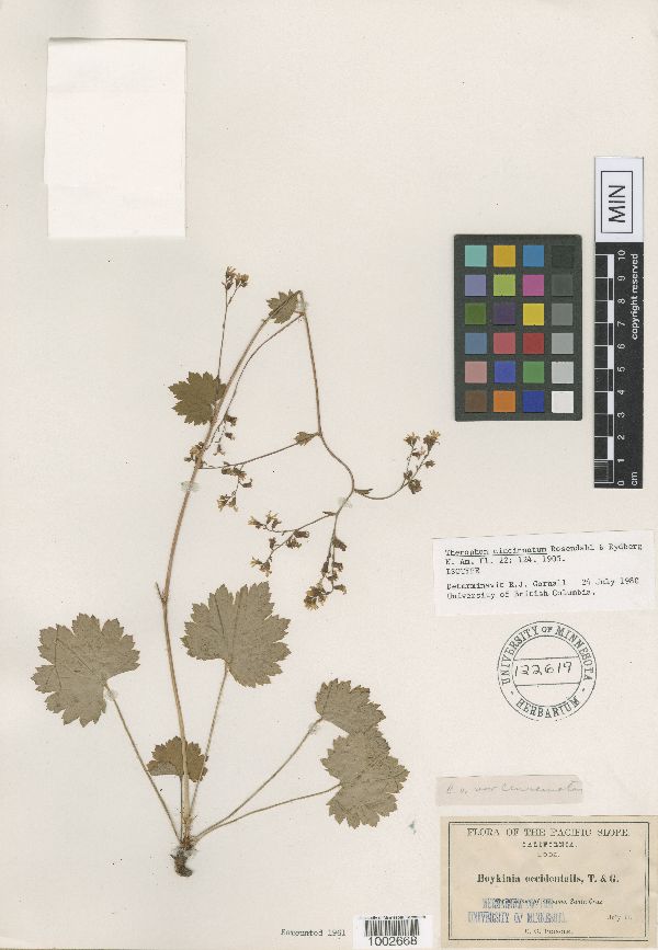 Boykinia occidentalis image