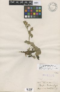 Image of Telesonix heucheriformis