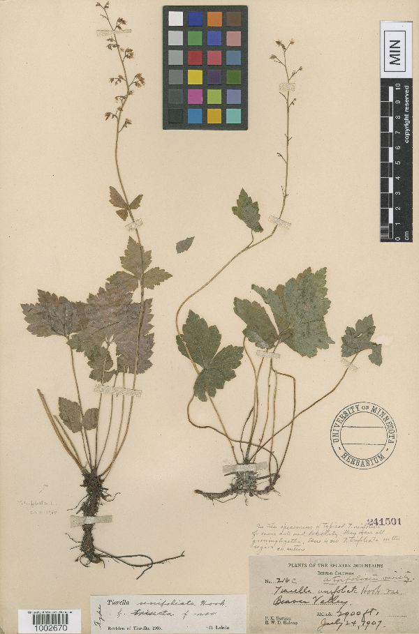 Tiarella trifoliata var. unifoliata image