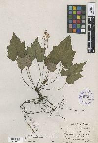 Image Associated With the Occurrence