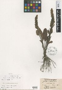 Media resource of Synthyris ritteriana