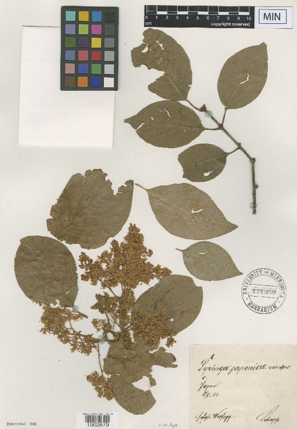 Syringa japonica image