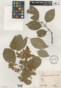 Image of Syringa japonica