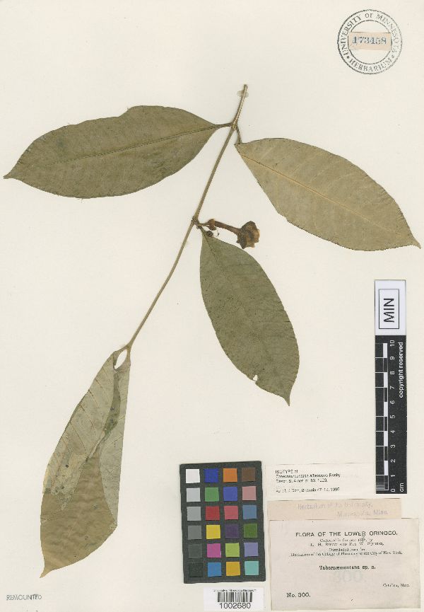 Bonafousia undulata image