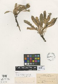 Image of Taraxacum ammophilum
