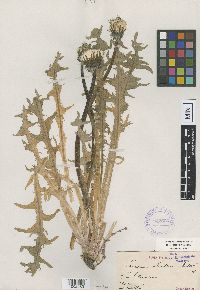 Image of Taraxacum koehleri