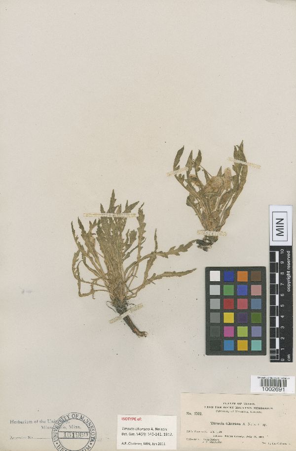 Taraxia tikurana image