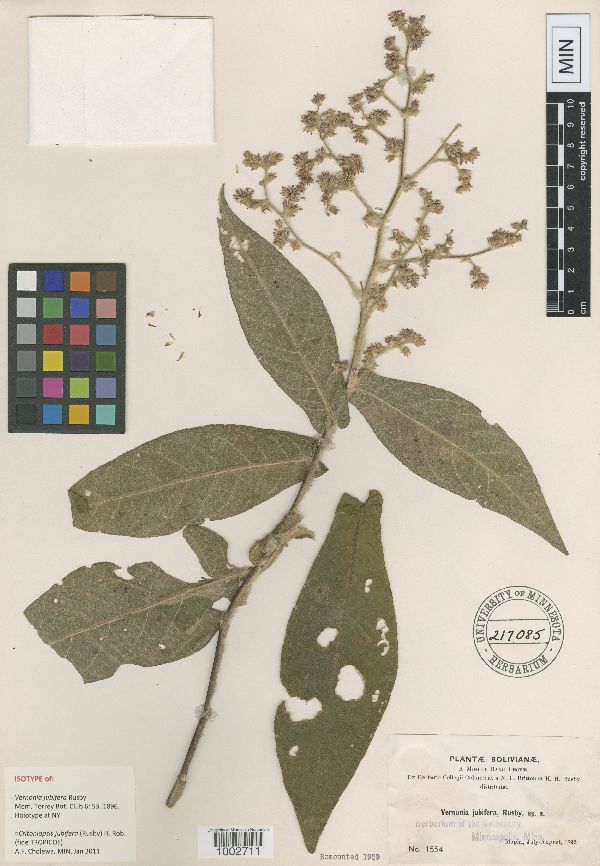 Critoniopsis image