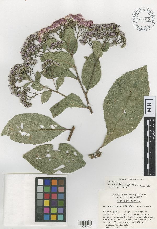 Vernonia liatroides subsp. gentryi image