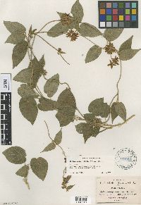 Image of Matelea gonoloboides