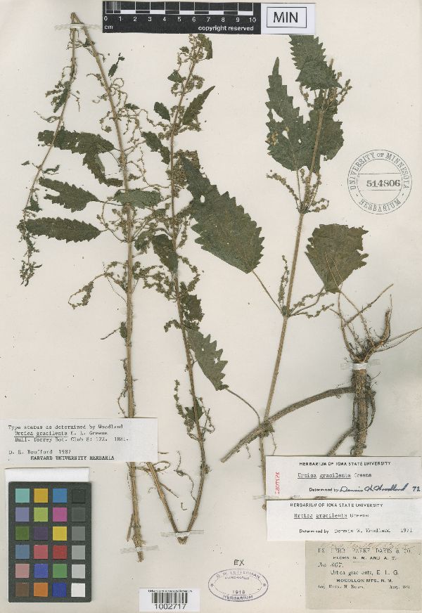 Urtica gracilenta image