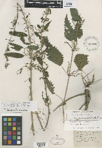 Media resource of Urtica gracilenta