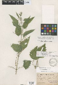 Urtica gracilenta image