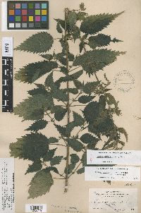 Urtica dioica image