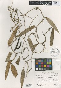 Media resource of Vanilla tahitensis