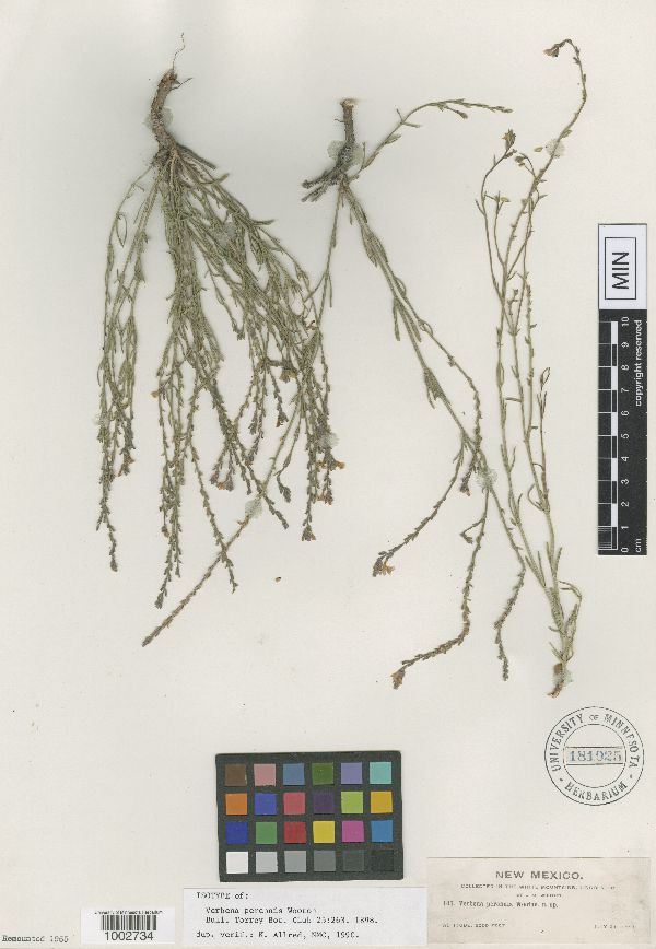 Verbena perennis image