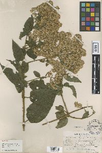 Image of Mikania banisteriae