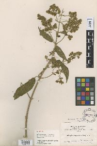 Image of Mikania langiacuminata