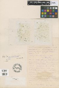 Image of Wolffia borealis