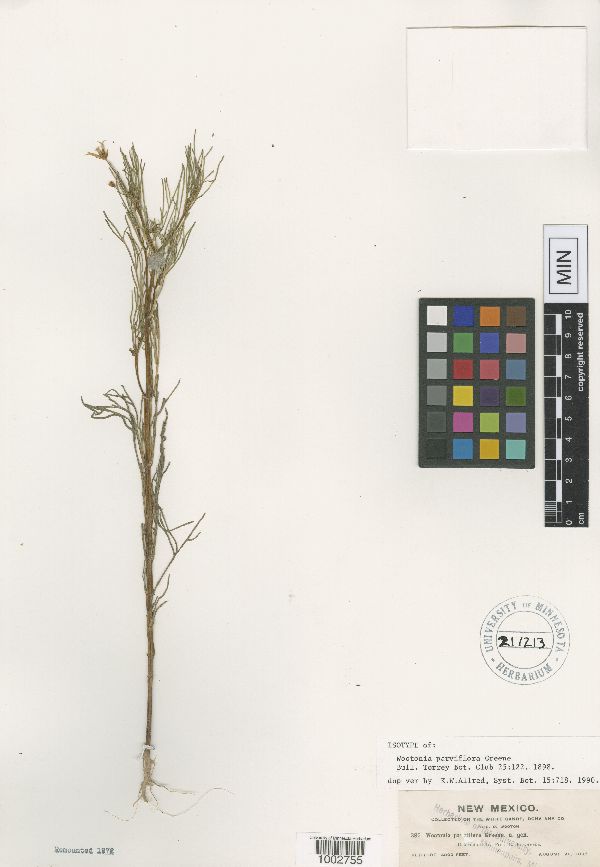Wootonia parviflora image