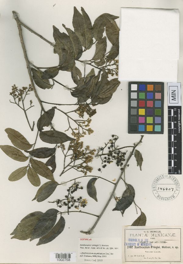 Zanthoxylum acuminatum image