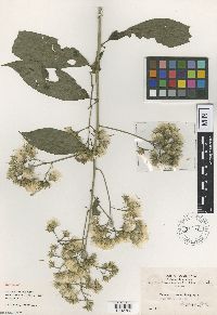 Thumbnail image of current specimen