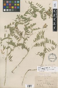 Vicia americana image