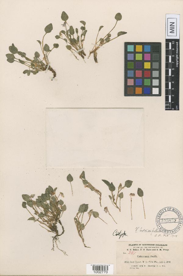 Viola adunca image