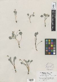 Image of Viola charlestonensis