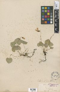 Image of Viola howellii