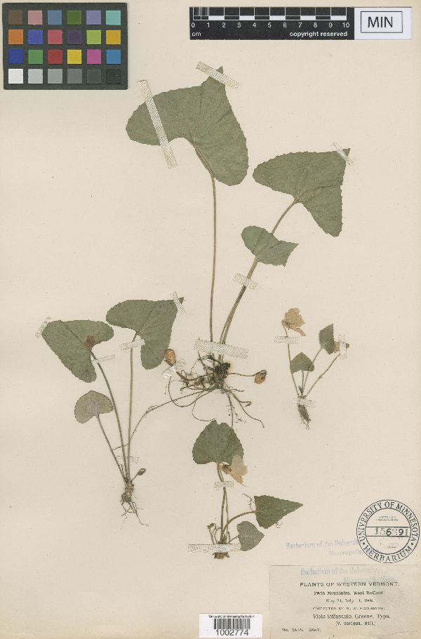 Viola latiuscula image