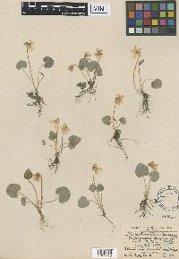 Image of Viola lunellii