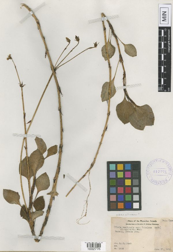 Viola maviensis var. kohalana image