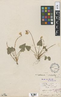 Viola nephrophylla image