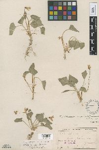 Viola nephrophylla image