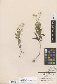 Media resource of Symphyotrichum bullatum