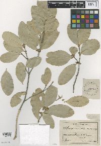 Image of Cassipourea obtusa