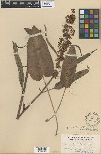 Rumex occidentalis image