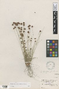 Bulbostylis barbata image