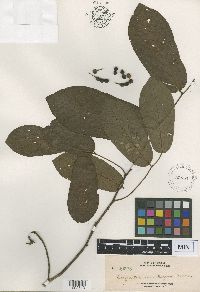 Media resource of Oxymitra monilifera