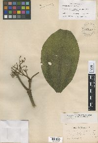 Image of Miconia multiflora