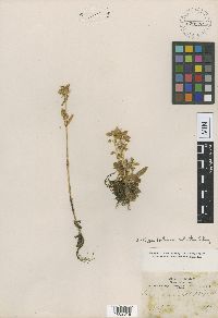Media resource of Halenia robusta