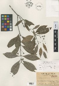 Thumbnail image of current specimen