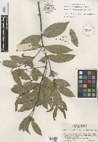 Thumbnail image of current specimen